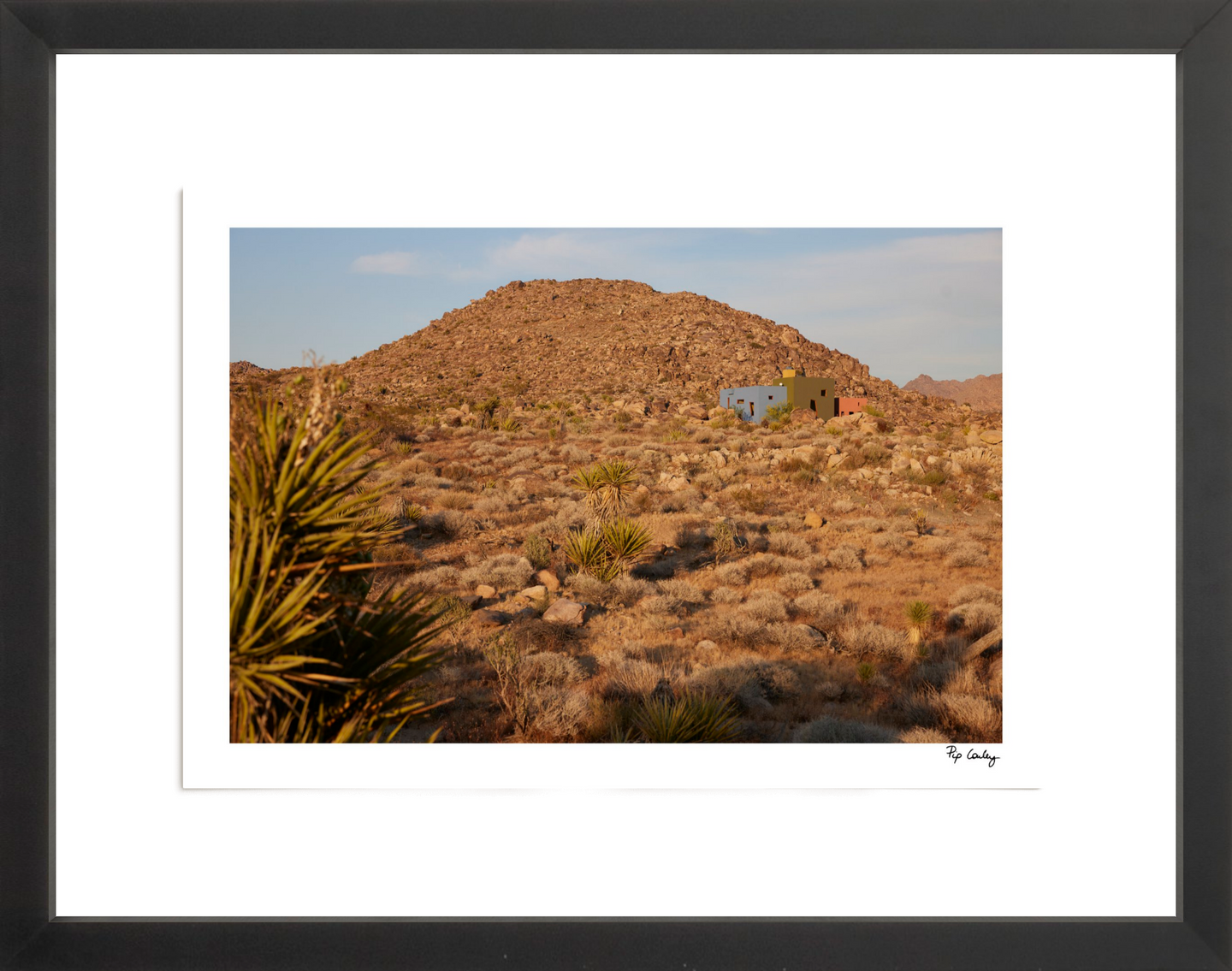 Joshua Tree